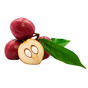 Phaleria Macrocarpa Fruktus Ekstrak (Mahkota Dewa)