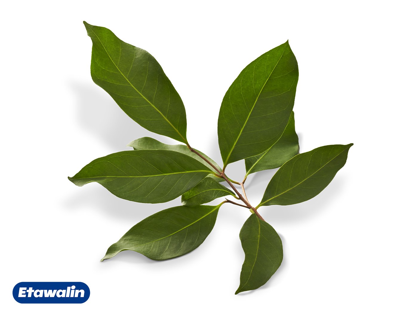 Syzygium polyanthum (Daun Salam)