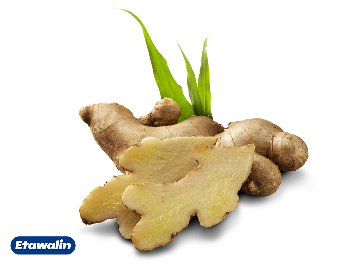 Zingiber Officinale (Jahe)