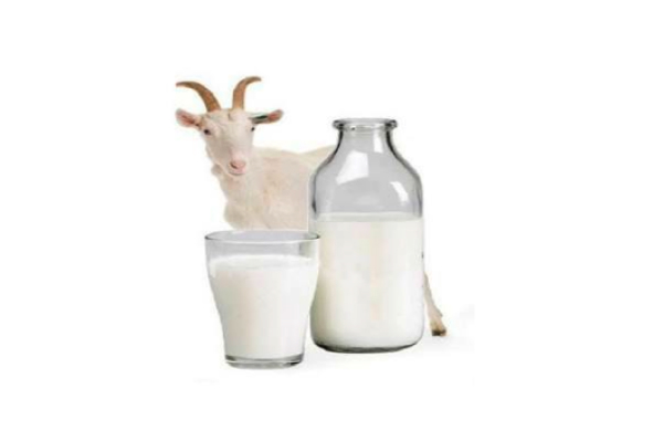 Susu kambing Etawa