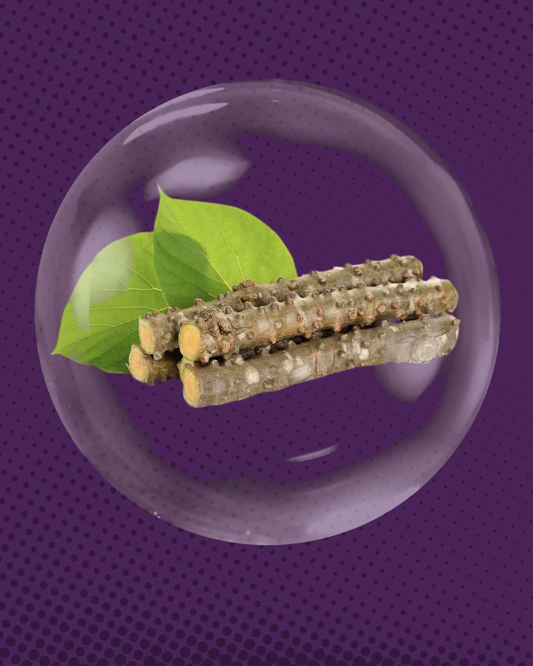 Tinospora Crispa Caulis Ekstrak (Bratawali)