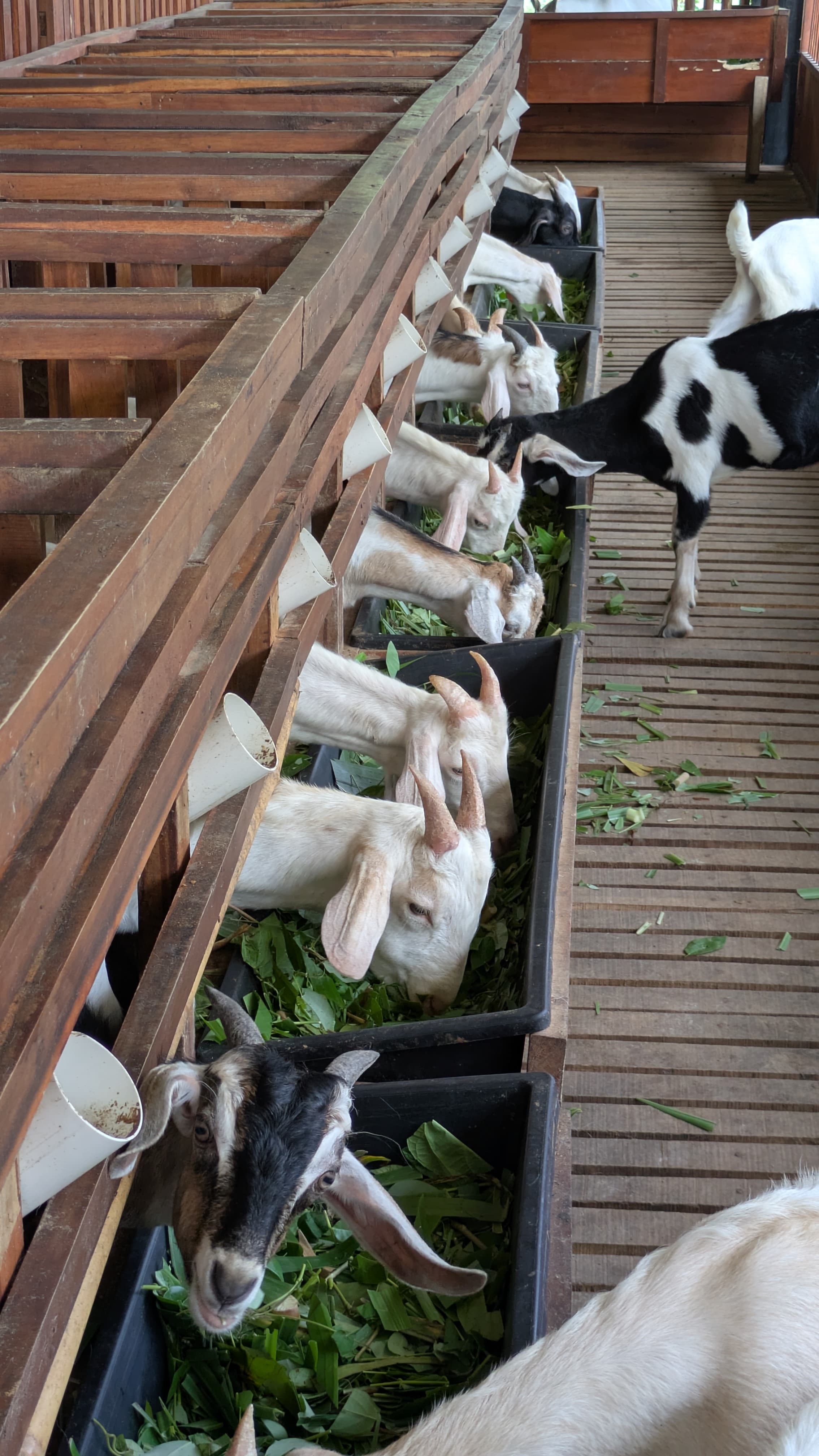 50+ Petani & Peternak Lokal