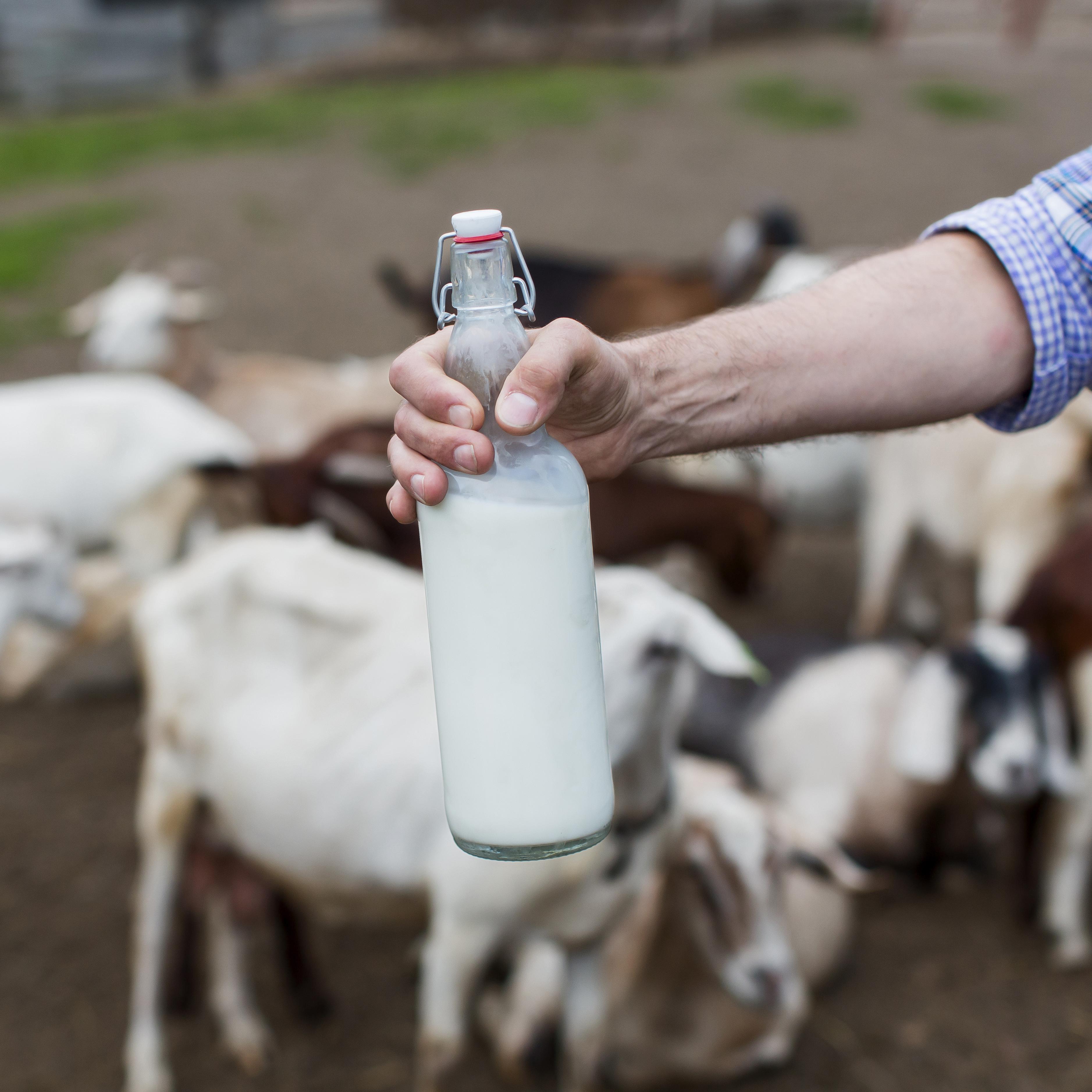 Susu Kambing Etawa