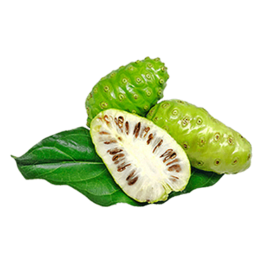 Morinda Citrifolia Fruktus Ekstrak (Mengkudu)